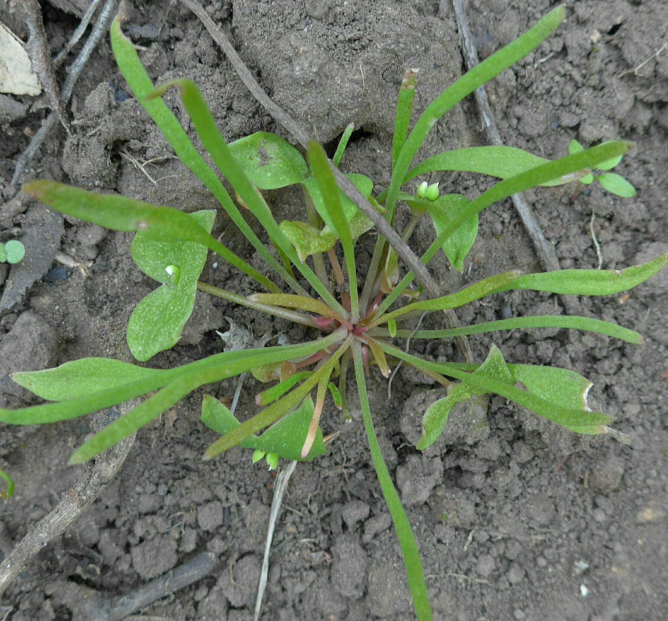 High Resolution Claytonia perfoliata Bud